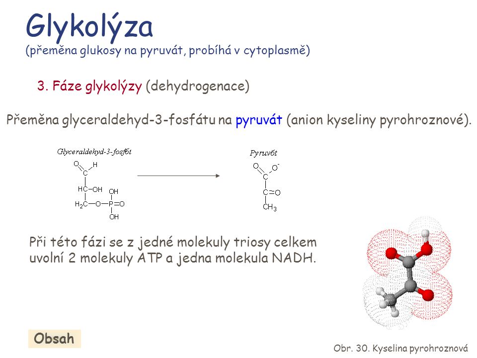 Glykolýza (přeměna glukosy na pyruvát, probíhá v cytoplasmě)