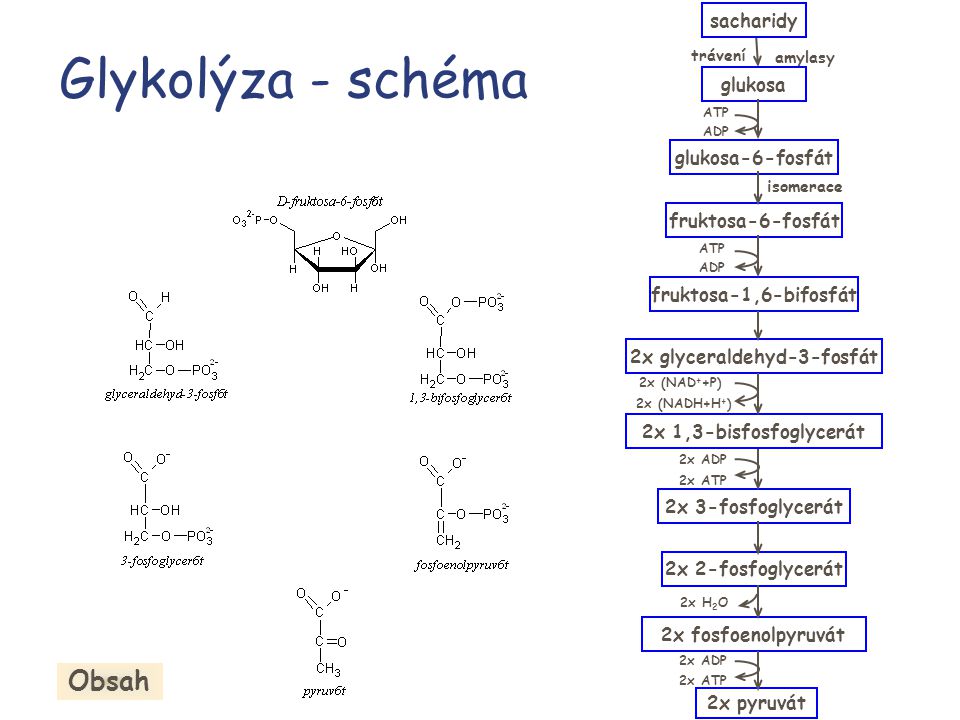 2x glyceraldehyd-3-fosfát