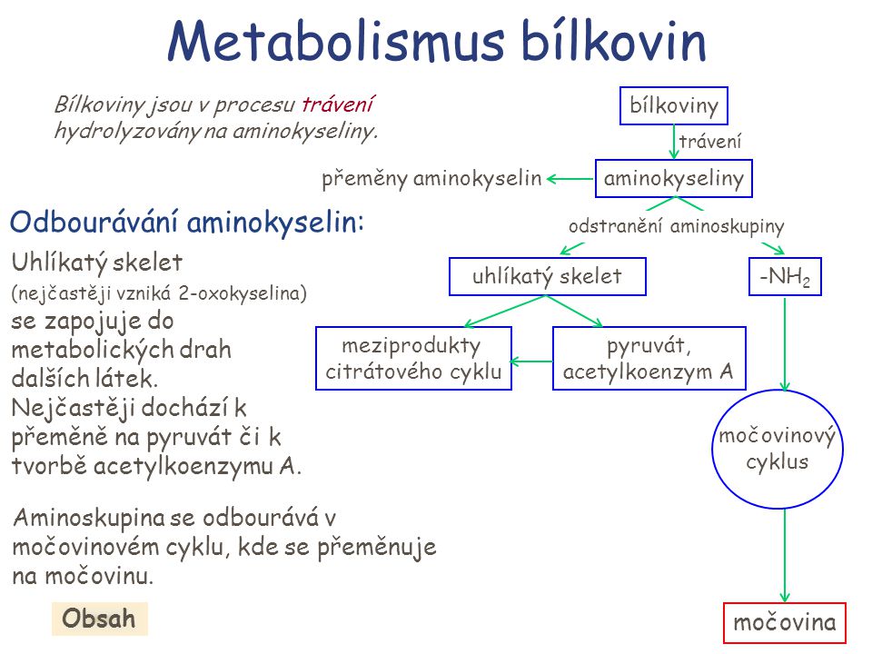 Metabolismus bílkovin