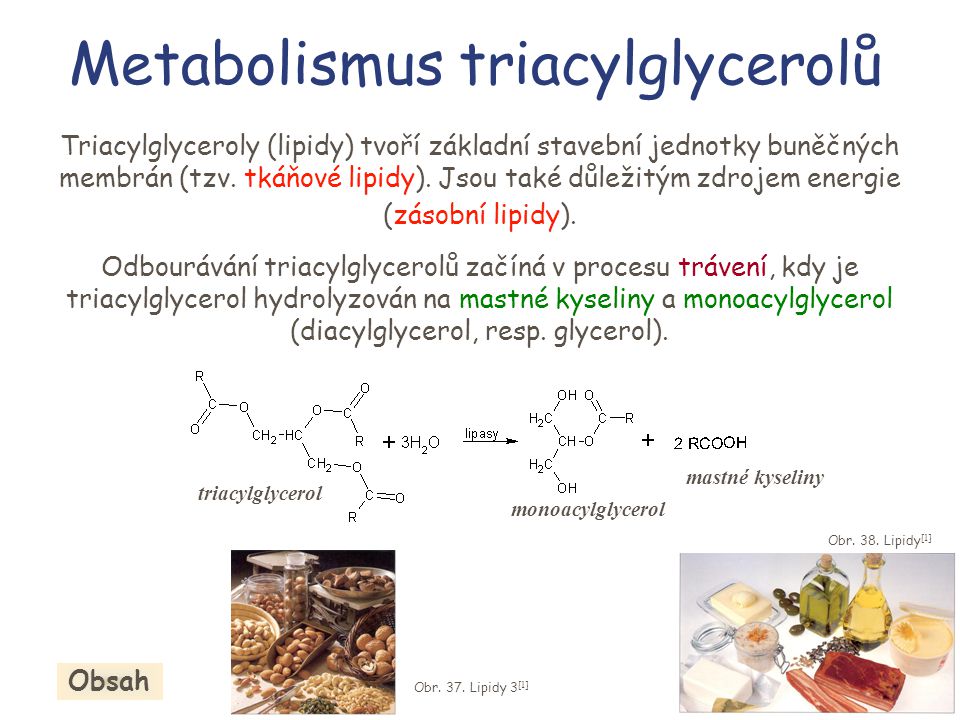 Metabolismus triacylglycerolů