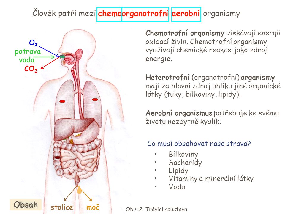 Člověk patří mezi chemoorganotrofní aerobní organismy