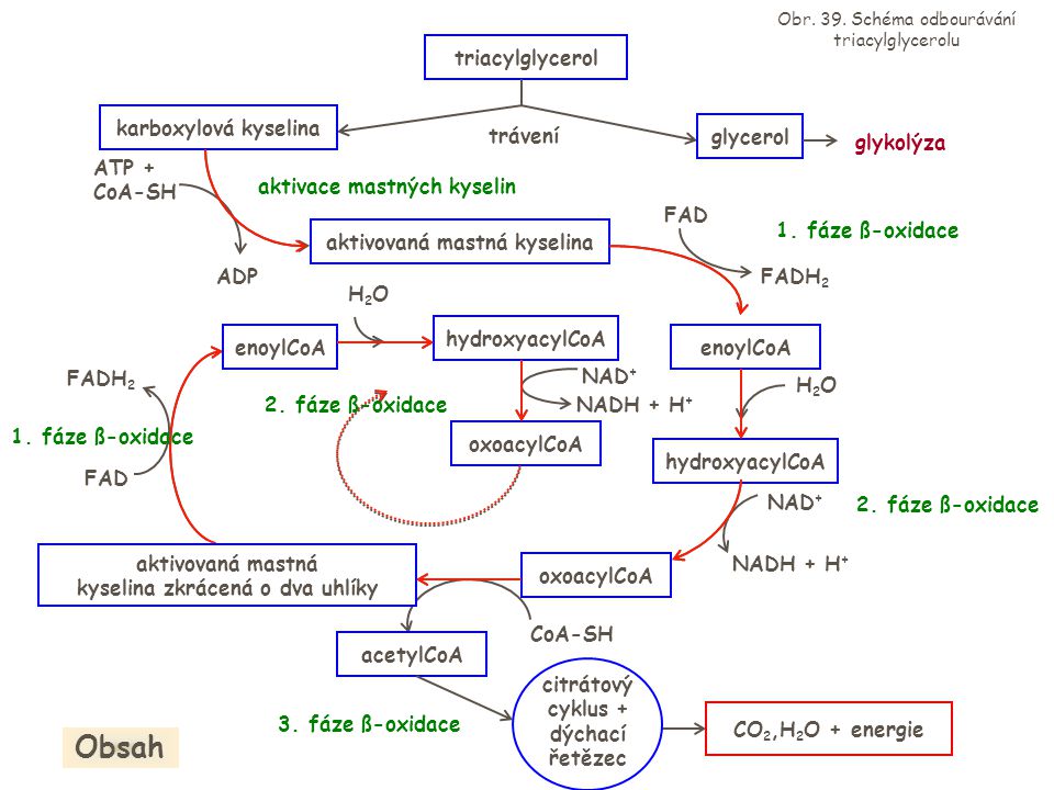 Obsah triacylglycerol karboxylová kyselina trávení glycerol glykolýza