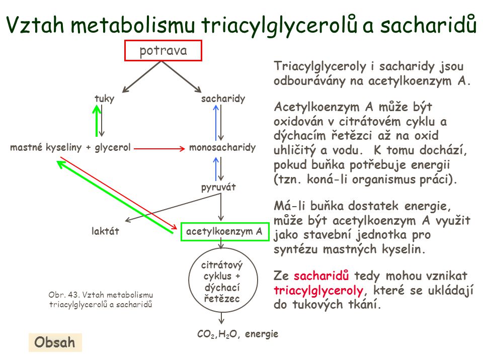 Vztah metabolismu triacylglycerolů a sacharidů