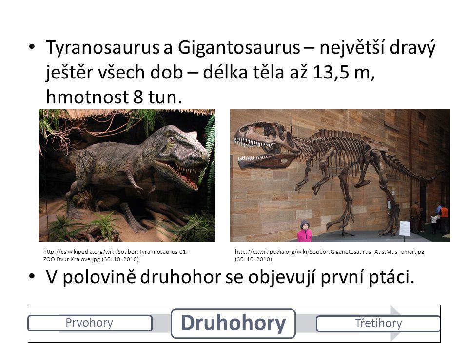 Tyranosaurus a Gigantosaurus – největší dravý ještěr všech dob – délka těla až 13,5 m, hmotnost 8 tun.