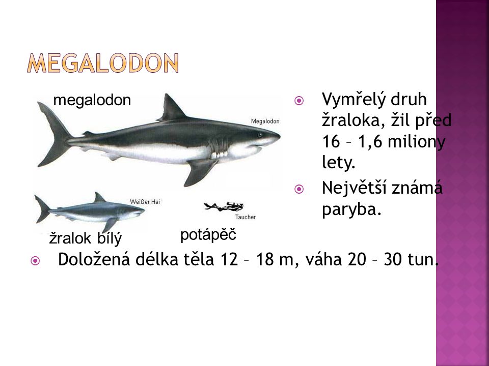 Megalodon Vymřelý druh žraloka, žil před 16 – 1,6 miliony lety.