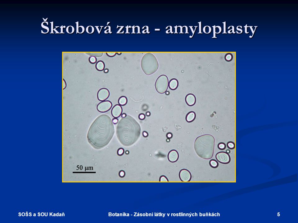 Škrobová zrna - amyloplasty