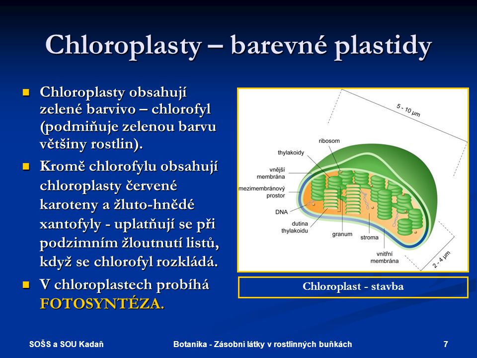 Chloroplasty – barevné plastidy