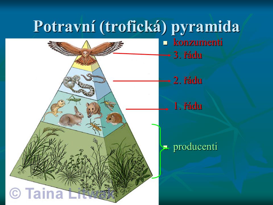 Potravní (trofická) pyramida