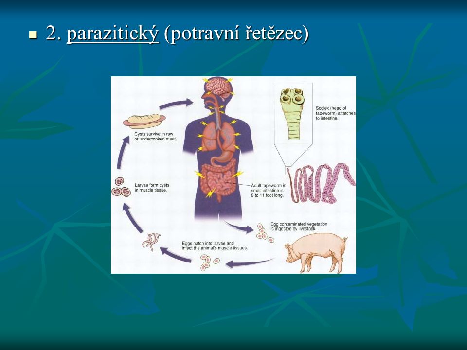 2. parazitický (potravní řetězec)