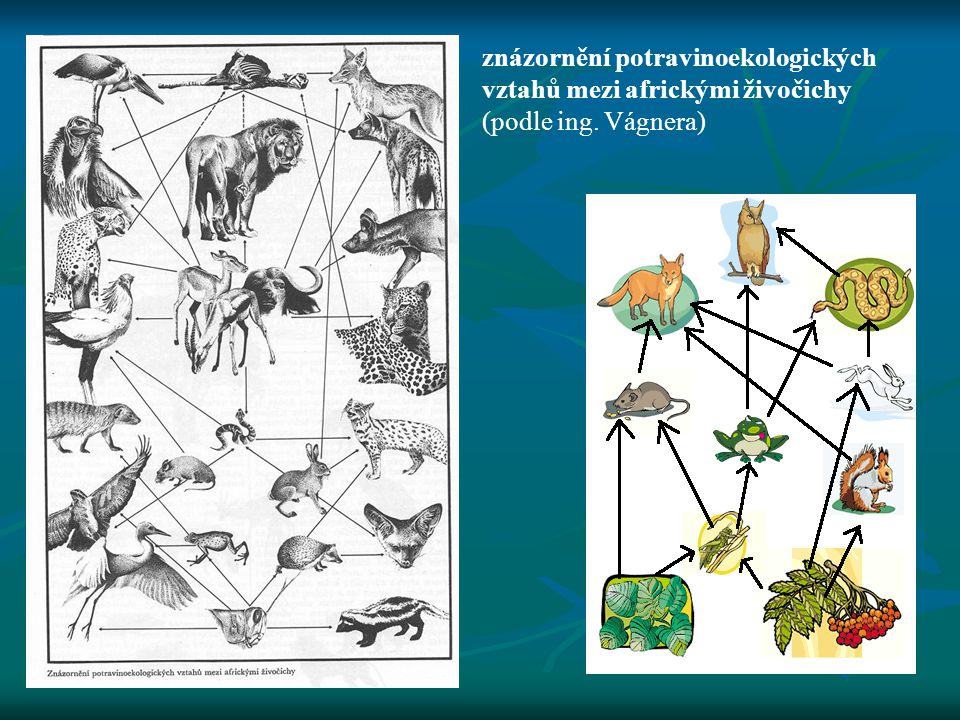 znázornění potravinoekologických vztahů mezi africkými živočichy (podle ing. Vágnera)