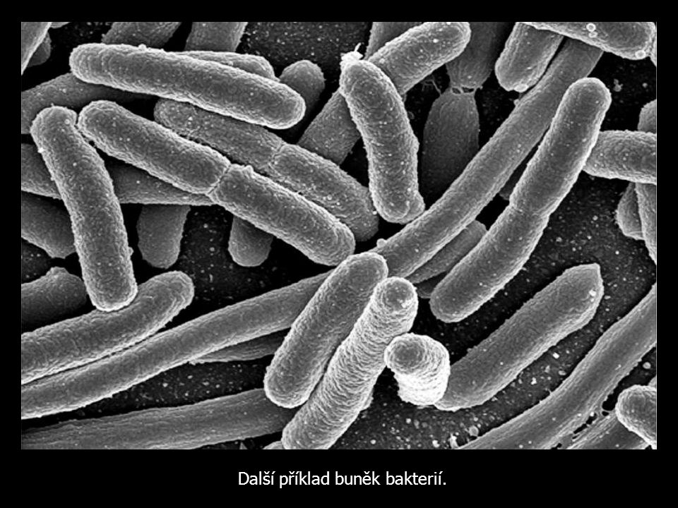 Další příklad buněk bakterií.