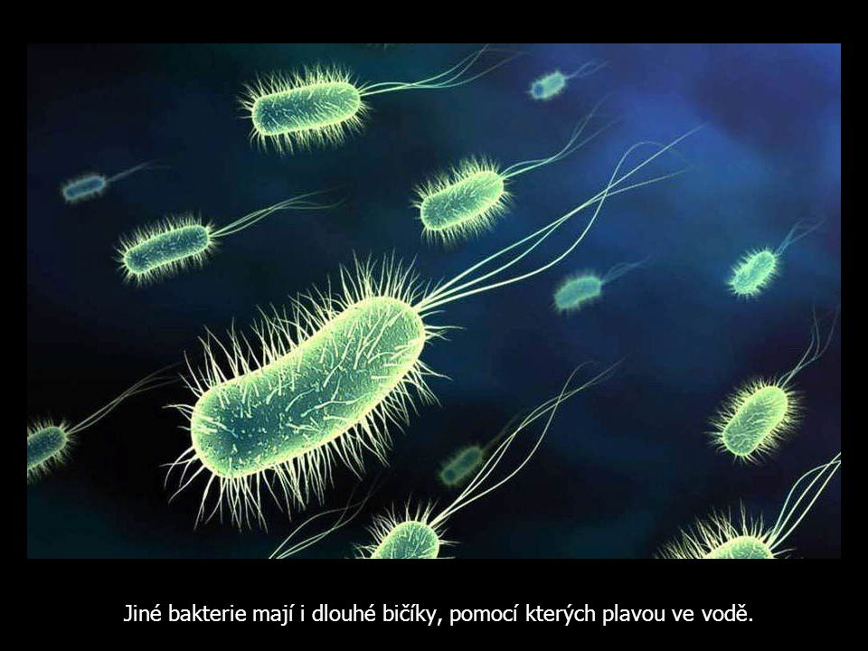 Jiné bakterie mají i dlouhé bičíky, pomocí kterých plavou ve vodě.