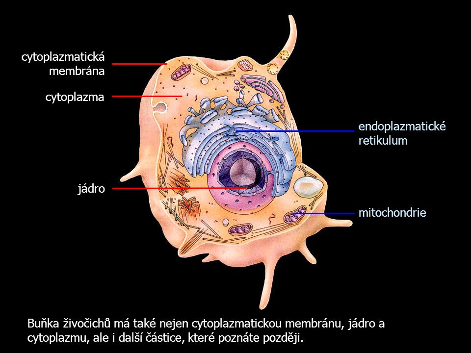 cytoplazmatická membrána