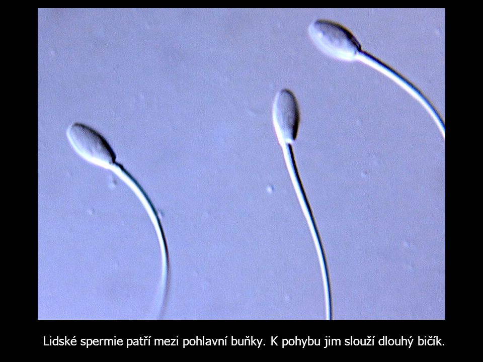 Lidské spermie patří mezi pohlavní buňky
