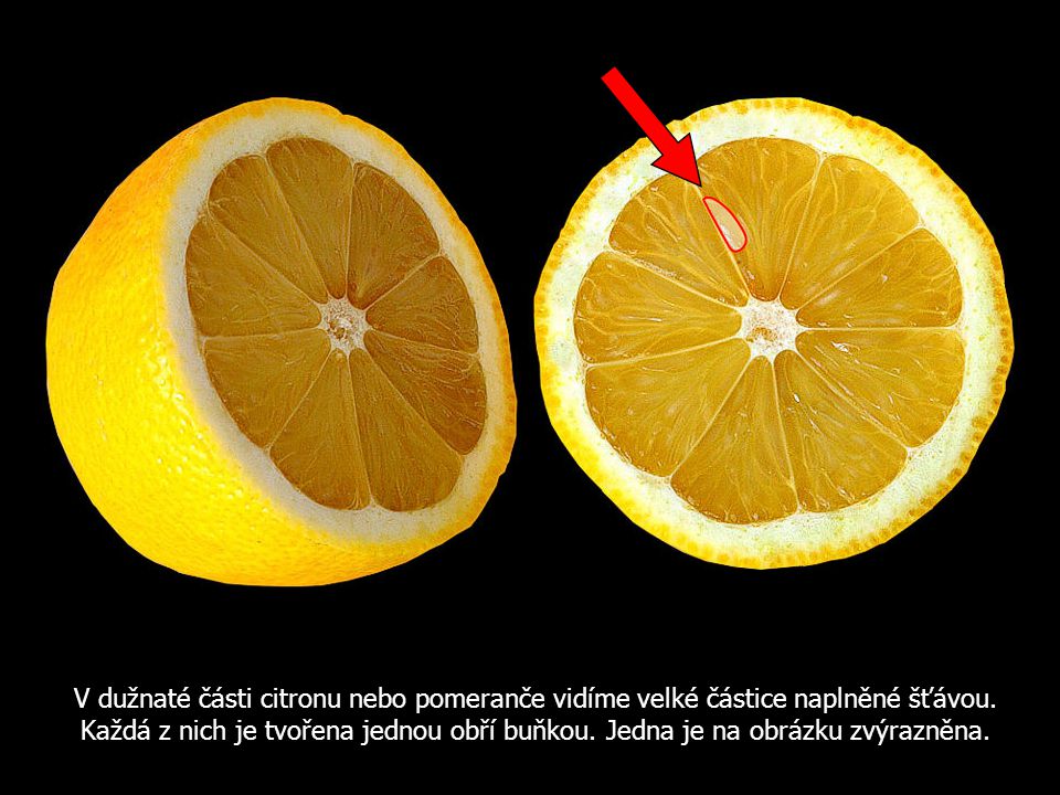 V dužnaté části citronu nebo pomeranče vidíme velké částice naplněné šťávou.