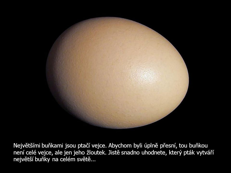 Největšími buňkami jsou ptačí vejce