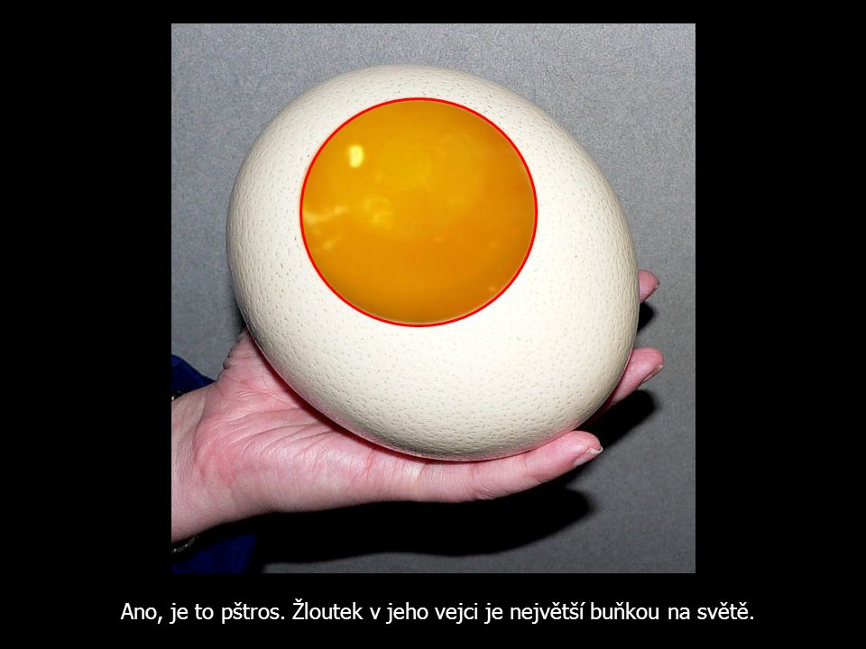 Ano, je to pštros. Žloutek v jeho vejci je největší buňkou na světě.