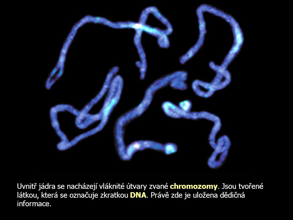 Uvnitř jádra se nacházejí vláknité útvary zvané chromozomy