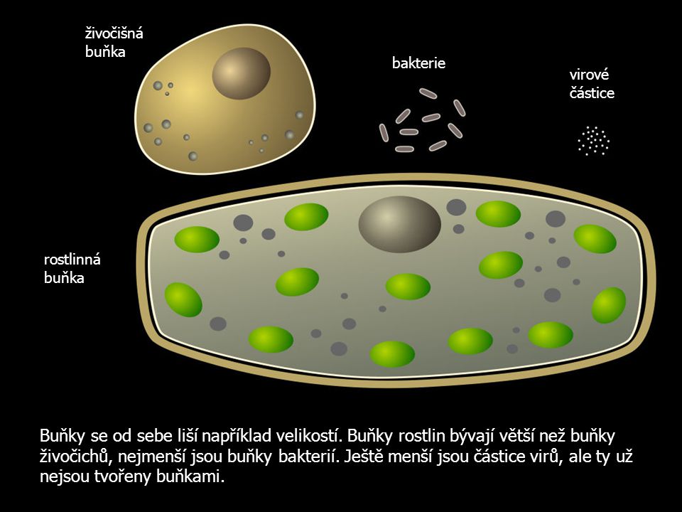 živočišná buňka bakterie. virové částice. rostlinná buňka.