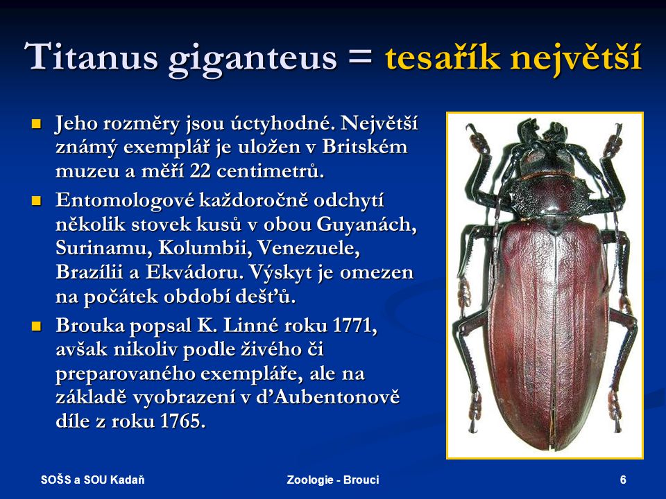 Titanus giganteus = tesařík největší
