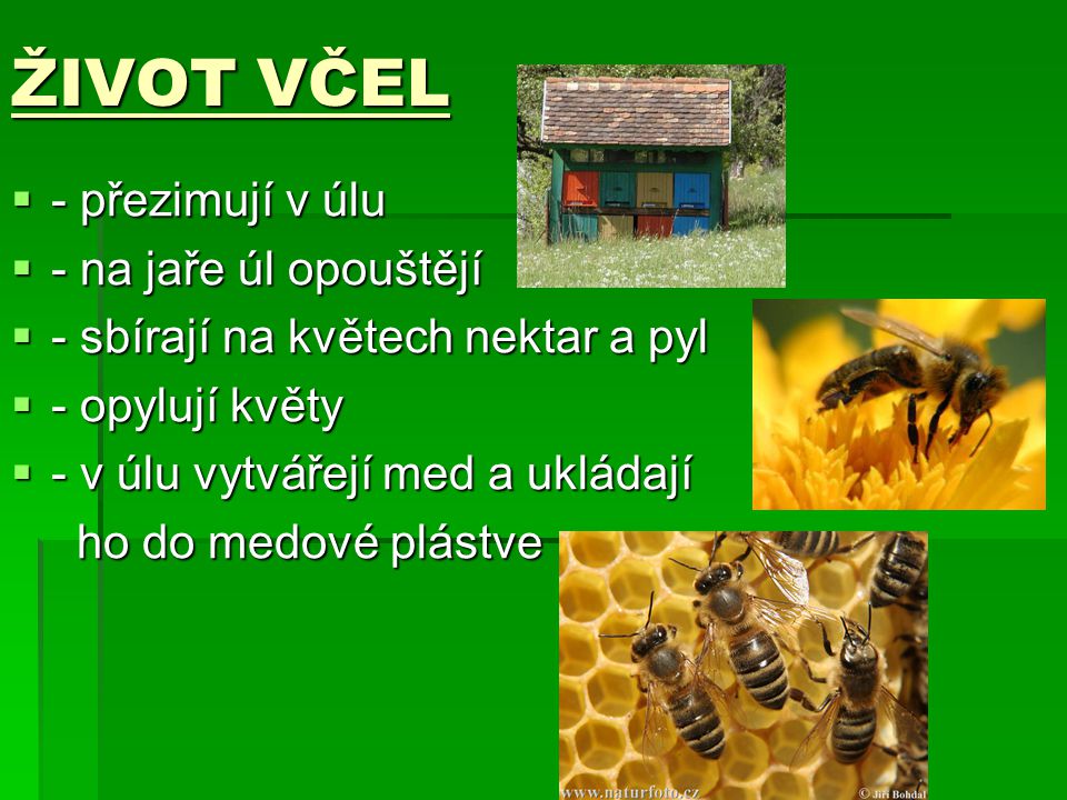 ŽIVOT VČEL - přezimují v úlu - na jaře úl opouštějí