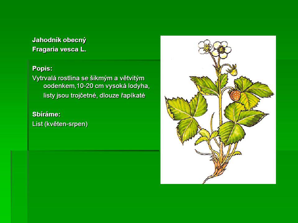 Jahodník obecný Fragaria vesca L. Popis: Vytrvalá rostlina se šikmým a větvitým oodenkem,10-20 cm vysoká lodyha,