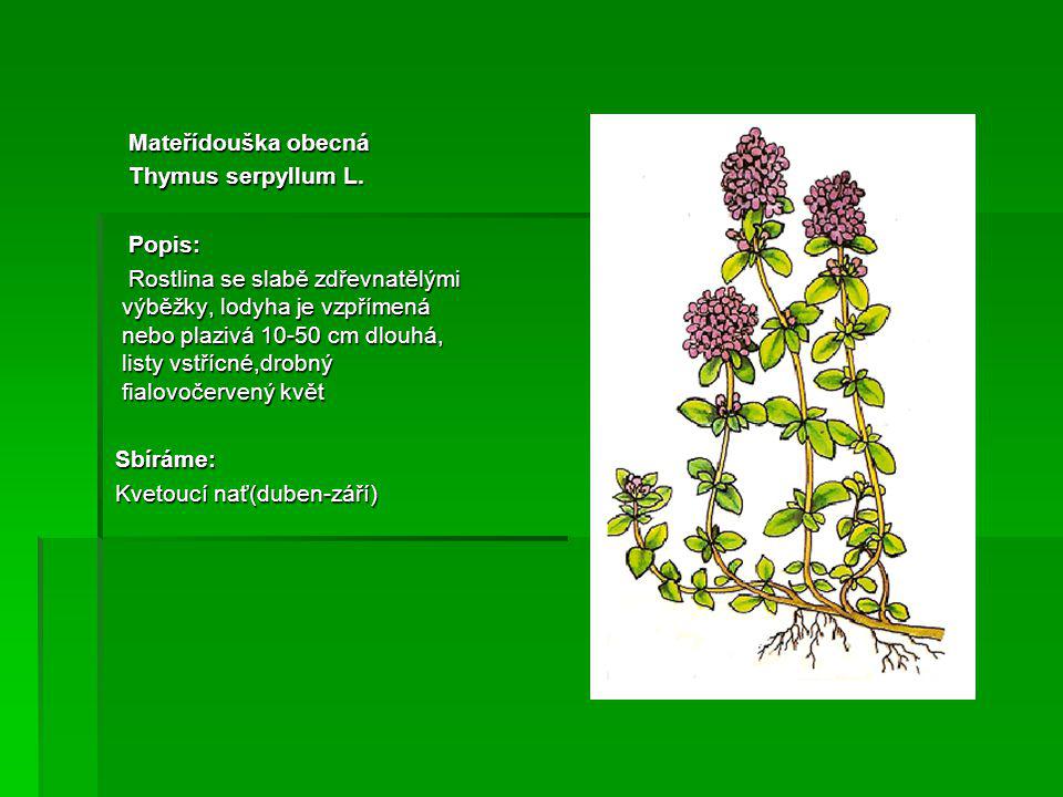Mateřídouška obecná Thymus serpyllum L. Popis: