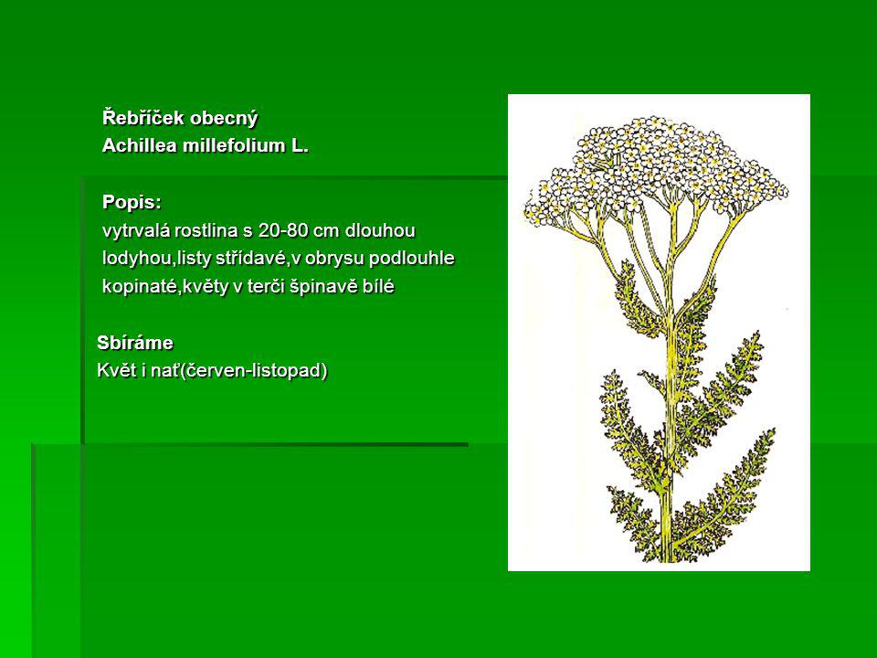 Řebříček obecný Achillea millefolium L. Popis: vytrvalá rostlina s cm dlouhou. lodyhou,listy střídavé,v obrysu podlouhle.