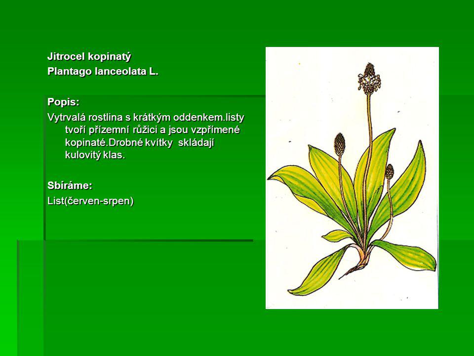 Jitrocel kopinatý Plantago lanceolata L. Popis: