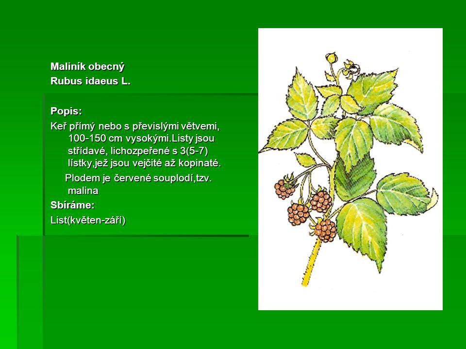 Maliník obecný Rubus idaeus L. Popis: