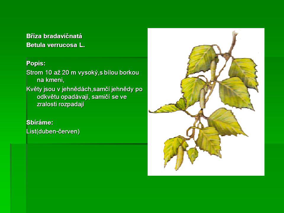 Bříza bradavičnatá Betula verrucosa L. Popis: Strom 10 až 20 m vysoký,s bílou borkou na kmeni,
