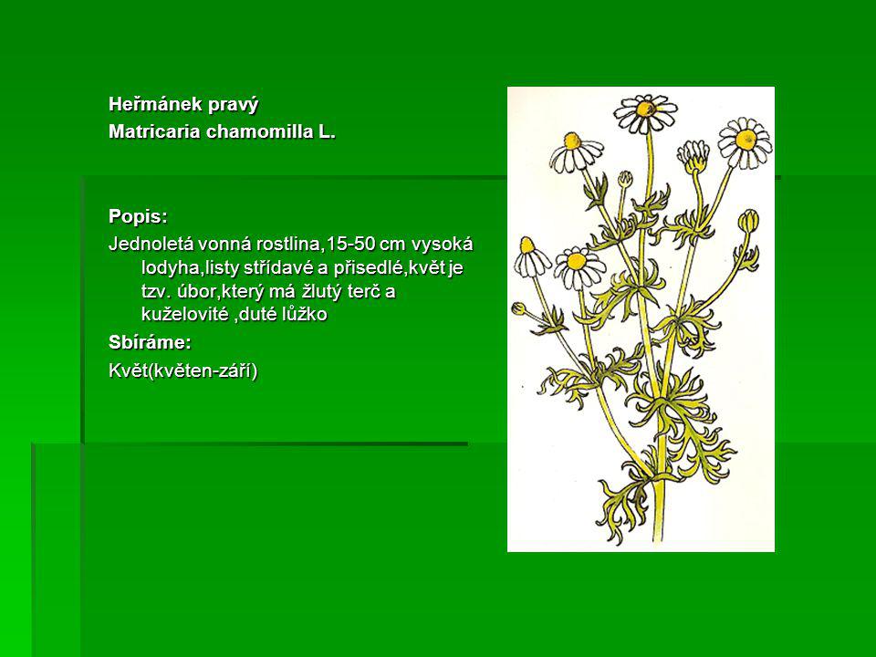 Heřmánek pravý Matricaria chamomilla L. Popis:
