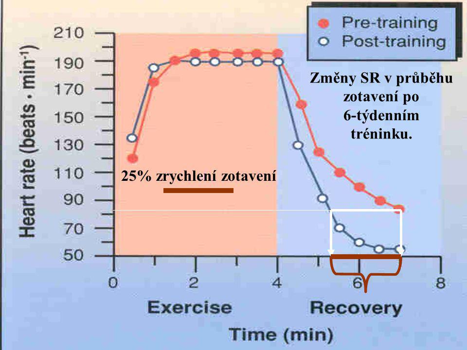 Změny SR v průběhu zotavení po 6-týdenním tréninku. 25% zrychlení zotavení