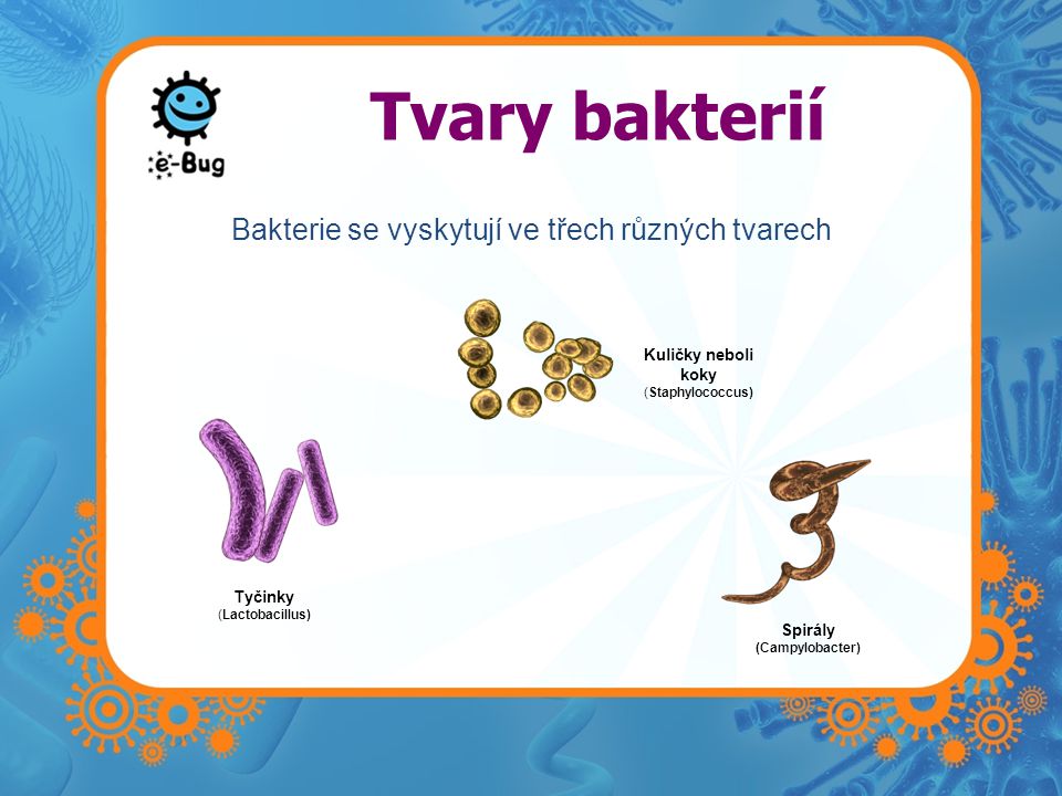 Bakterie se vyskytují ve třech různých tvarech