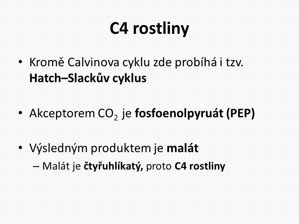 C4 rostliny Kromě Calvinova cyklu zde probíhá i tzv. Hatch–Slackův cyklus. Akceptorem CO2 je fosfoenolpyruát (PEP)