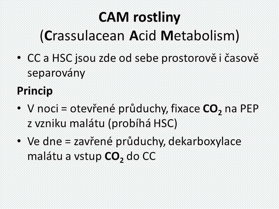 CAM rostliny (Crassulacean Acid Metabolism)