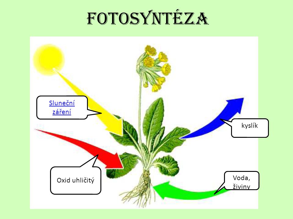 fotosyntéza Sluneční záření kyslík Oxid uhličitý Voda, živiny