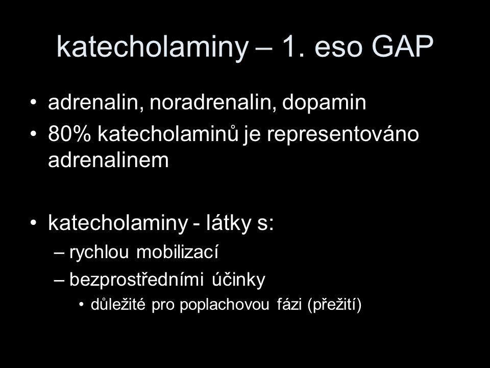 katecholaminy – 1. eso GAP
