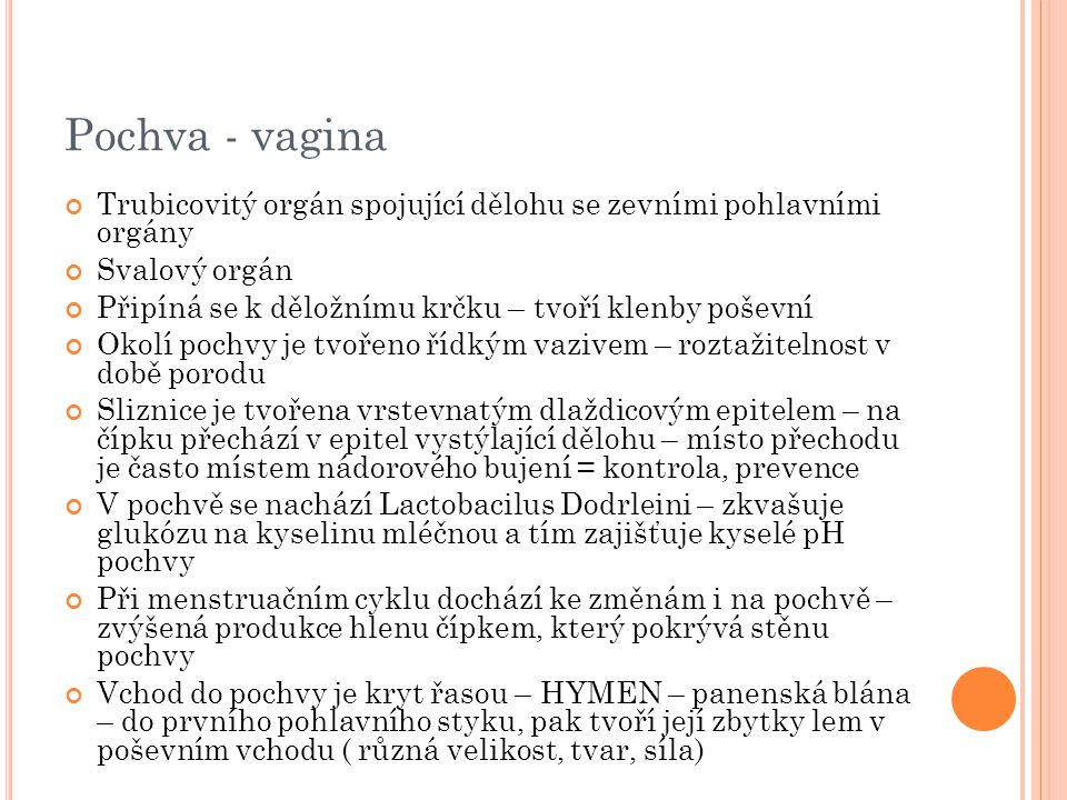 Pochva - vagina Trubicovitý orgán spojující dělohu se zevními pohlavními orgány. Svalový orgán.