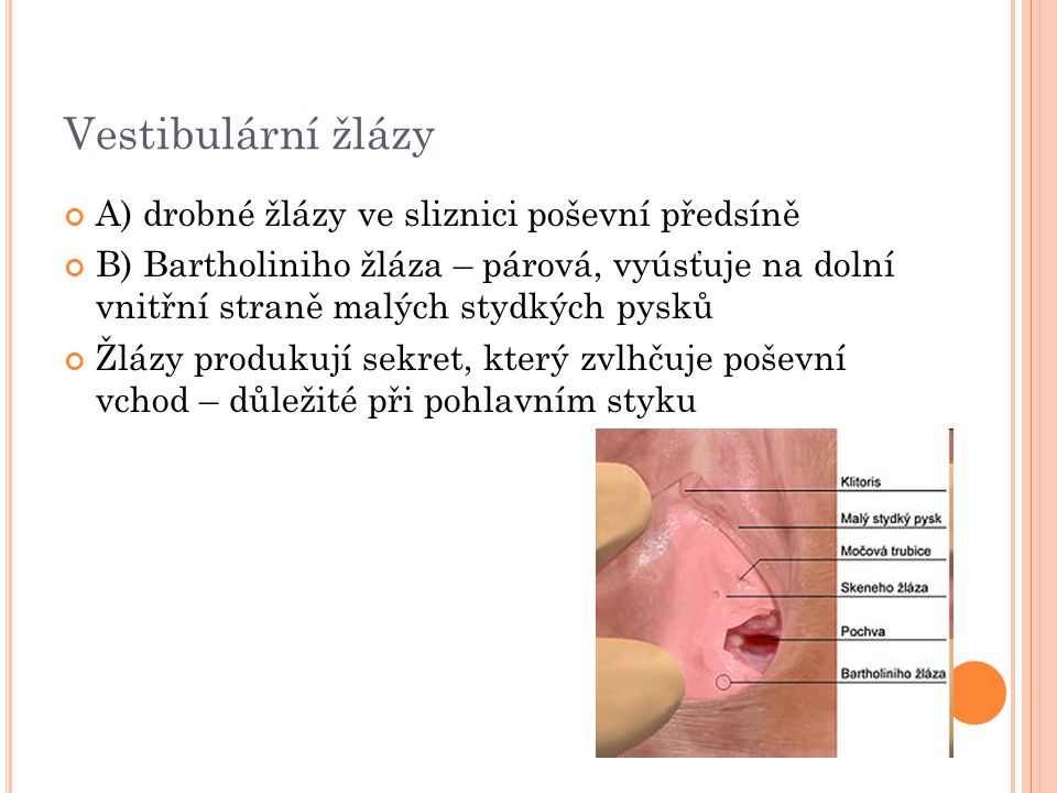 Vestibulární žlázy A) drobné žlázy ve sliznici poševní předsíně