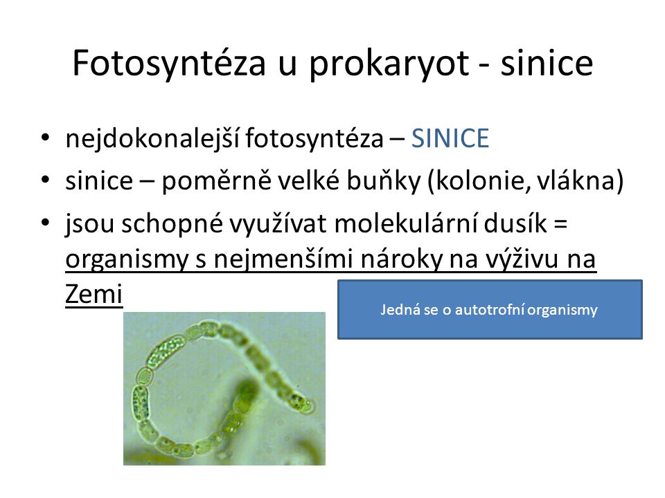 Fotosyntéza u prokaryot - sinice