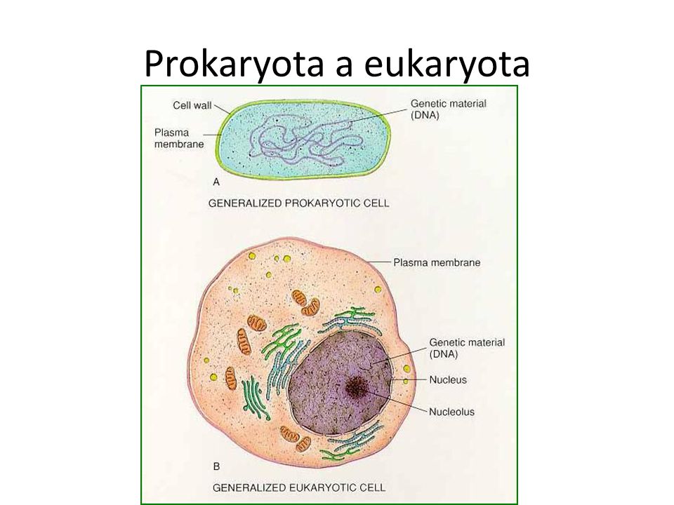 Prokaryota a eukaryota