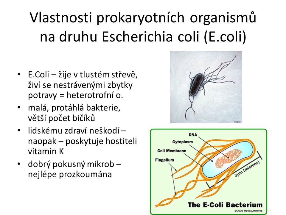Vlastnosti prokaryotních organismů na druhu Escherichia coli (E.coli)