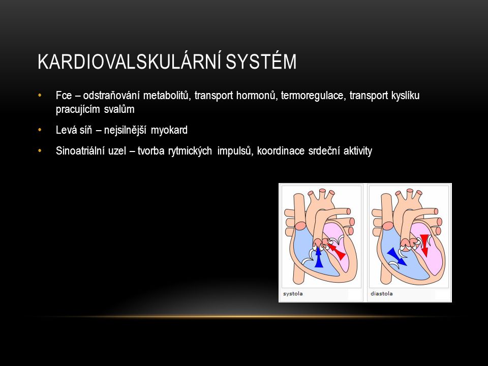 Kardiovalskulární systém