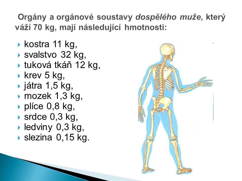 Orgány a orgánové soustavy dospělého muže, který váží 70 kg, mají následující hmotnosti:
