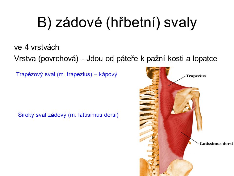 B) zádové (hřbetní) svaly