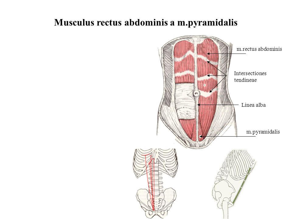 Musculus rectus abdominis a m.pyramidalis