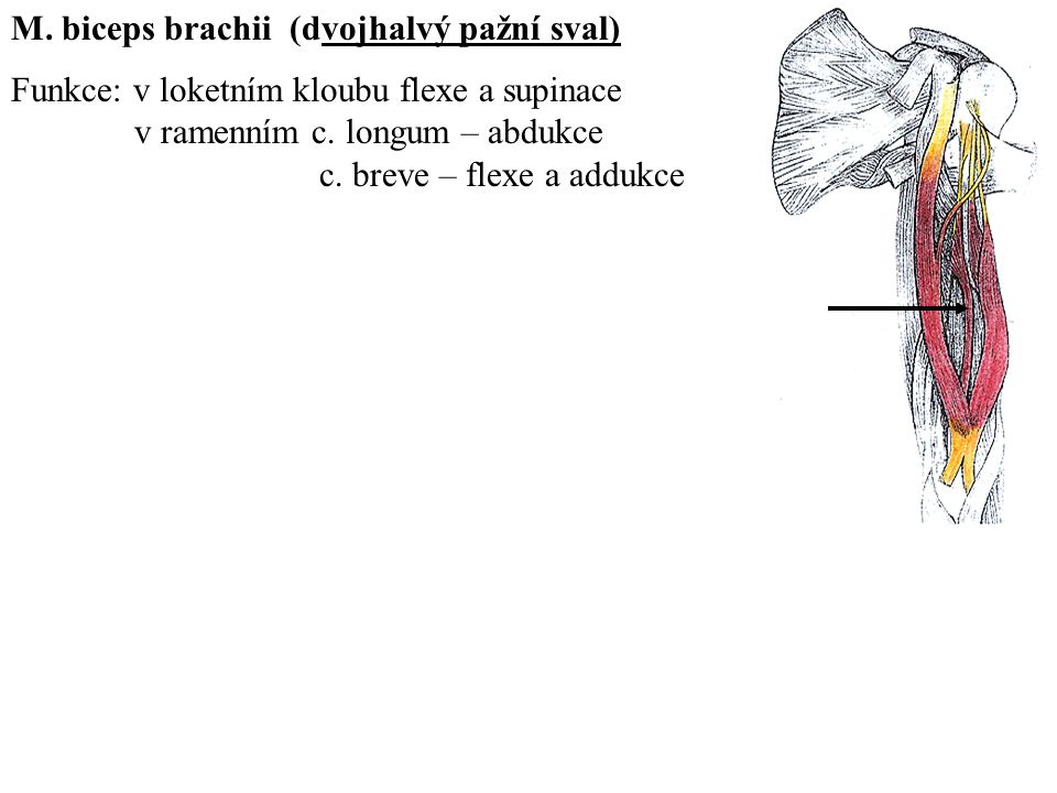 M. biceps brachii (dvojhalvý pažní sval)