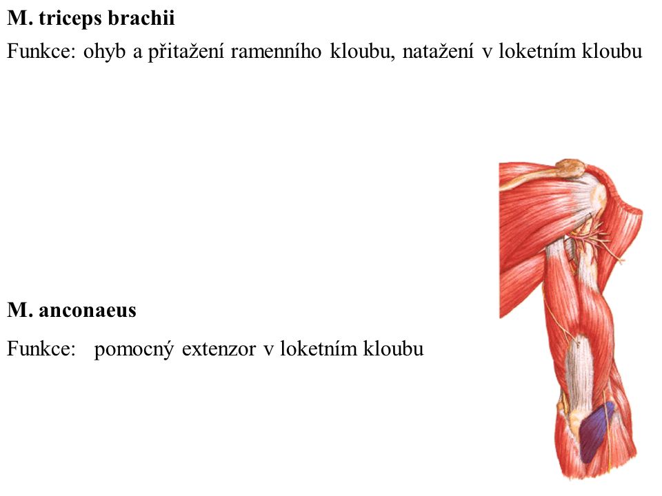 M. triceps brachii Funkce: ohyb a přitažení ramenního kloubu, natažení v loketním kloubu. M. anconaeus.