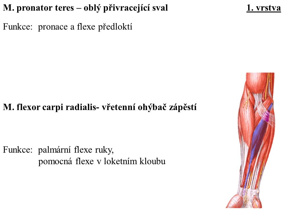 M. pronator teres – oblý přivracející sval